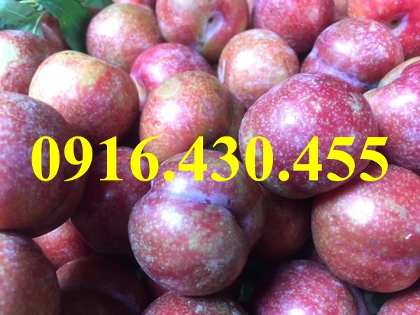 Cây giống mận hậu